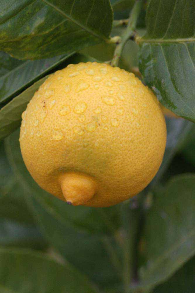            Fruit (Riverside, CA)   